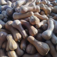 کدو حلوایی تناژ بالا