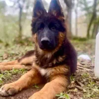 ژرمن شولاین موبلند