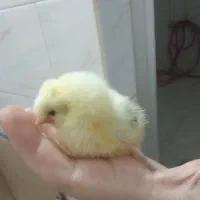 سلام.  دوتا جوجه گوشتی.  یکیدکاکولی.  سالم هستن