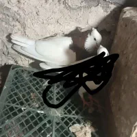 کفتر|پرنده|قائن, |دیوار