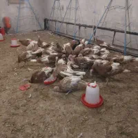 فروش بوقلمون ماده نژاد بوربورن