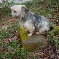 سگ شیتزو کراس ماده آماده جفتگیری