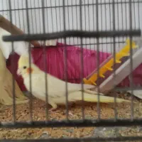 عروس هلندی|پرنده|چمران, |دیوار