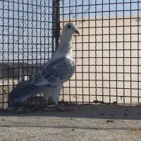 کفتر پرشی|پرنده|بیرجند, |دیوار