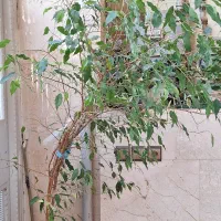 گل، (درختچه)بنجامین دو رنگ|گل و گیاه طبیعی|هشتگرد, مدرس|دیوار