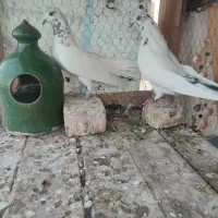 کبوتر پرشی آس