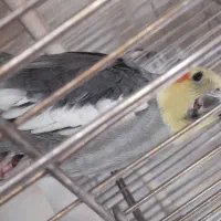 عروس هلندی دیروز گمشده|پرنده|آباده, |دیوار