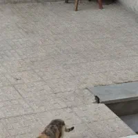 گربه dsh|گربه|رباط‌کریم, رباط‌کریم|دیوار