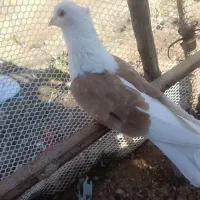 یه جفت دوکت نره ماده