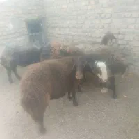 میش داشتی با یک بره نر برای قوچ|حیوانات مزرعه|تربتحیدریه, بالا ولایت|دیوار