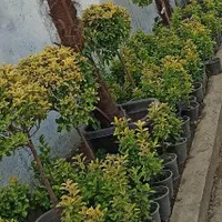 شمشاد طلایی|گل و گیاه طبیعی|چهاردانگه (تهران), |دیوار