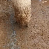 قوچ  سنجابی|حیوانات مزرعه|سرپل ذهاب, |دیوار