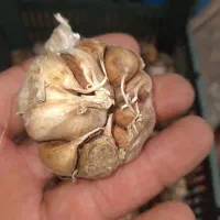 سیر|عمدهفروشی|آستارا, |دیوار