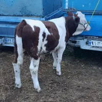 اعلام قیمت مرکزفروش گوسال سیمینتال بندرترکمن جنس1