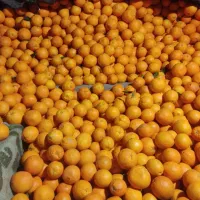 نارنگی ضعیف و ضایعات وسنگ پا|حراج|ساری, |دیوار