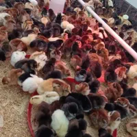 جوجه یک روزه