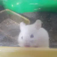 همستر بازیگوش