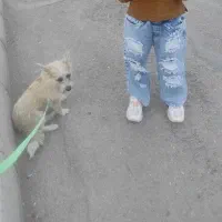 سگ پا کوتاه|سگ|بجنورد, |دیوار