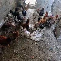 مرغ و خروس جوان|حیوانات مزرعه|پیر بکران, |دیوار