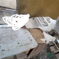 کفتر راعبی تکی فقط ۳۰۰|پرنده|اصفهان, مصلی|دیوار