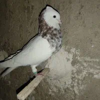 طوق شازده نر شش دنگ کشیده درشت مست