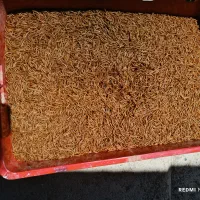 میلورم زنده و خشک