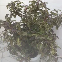 گیاه|گل و گیاه طبیعی|کرمانشاه, |دیوار