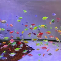 تنوع بی نظیر ماهی و لوازم در اکواریوم پروانه