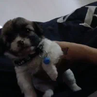 سگ جیبی پنج .۵ فروش فوری|سگ|بندر انزلی, سامانسر|دیوار