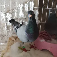 یک عدد کبوتر پلاکی مسابقه شناسنامه دار پرینت