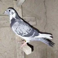 کبوتر ماده|پرنده|مرودشت, دولت آباد|دیوار