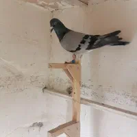 8کبوتر|پرنده|شیراز, سعدیه جنوبی|دیوار