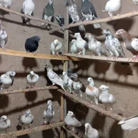 کفتر بسیار عالی