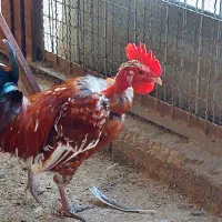 مرع اصیل شمالی