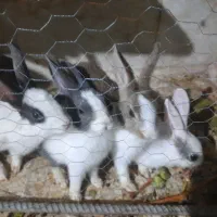 فروش دو عدد خرگوش|موش و خرگوش|لوشان, |دیوار