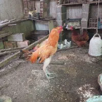 خروس لاری|حیوانات|قائم‌شهر, |دیوار