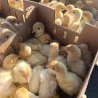 بوقلمون یکروزه|حیوانات مزرعه|کرمانشاه, |دیوار