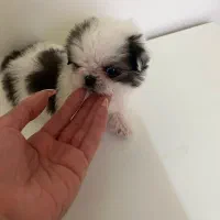 فروش سگ سایز صفر بزرگ نمیشه ماده ۴ماهه