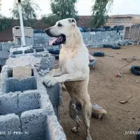 سگ نگهبان|سگ|خواف, |دیوار