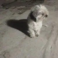 سگ یکساله ماده شیتزو|سگ|چهارباغ, |دیوار