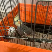 یک جفت عروس هلندی|پرنده|تهران, افسریه شمالی|دیوار