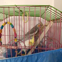 عروس هلندی|پرنده|اسلامشهر, شهرک توحید|دیوار