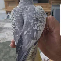 طوطی|پرنده|اندیمشک, |دیوار