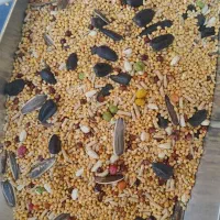 خوراک پرندگان زینتی در پرنده سرای طبیعت|لوازم جانبی حیوانات|مرند, |دیوار