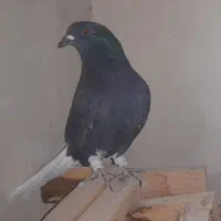 دم سفید و پاکستانی|پرنده|تربت‌حیدریه, بالا ولایت|دیوار