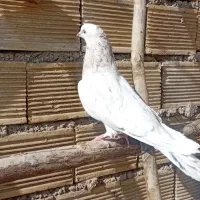 کبوتراصفهانی