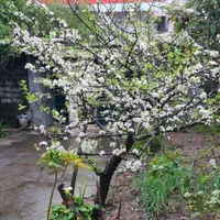 ویلا باغ مادربزرگ سه خواب