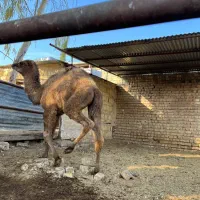 بچه شتر چاق برای نذری|حیوانات مزرعه|قنوات, |دیوار