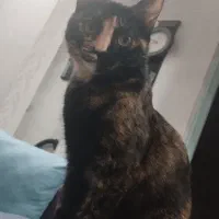 گربه واگذاری رایگان