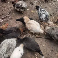 فروش مرغ و جوجه گلین|حیوانات مزرعه|نوشهر, |دیوار